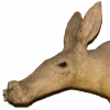 aardvark-rev.gif