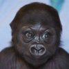 baby-gorilla-avatar.jpg
