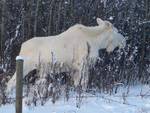 Albino Moose.jpg