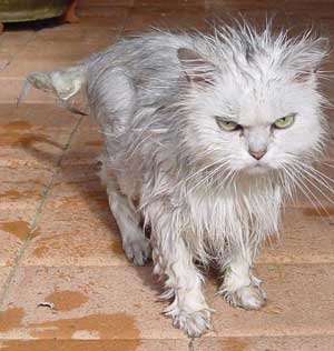 wet cat.jpg