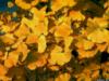 Ginkgo biloba - golden foliage (use for sig).jpg
