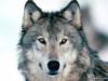 Look Into My Eyes_ Winter Wolf.jpg