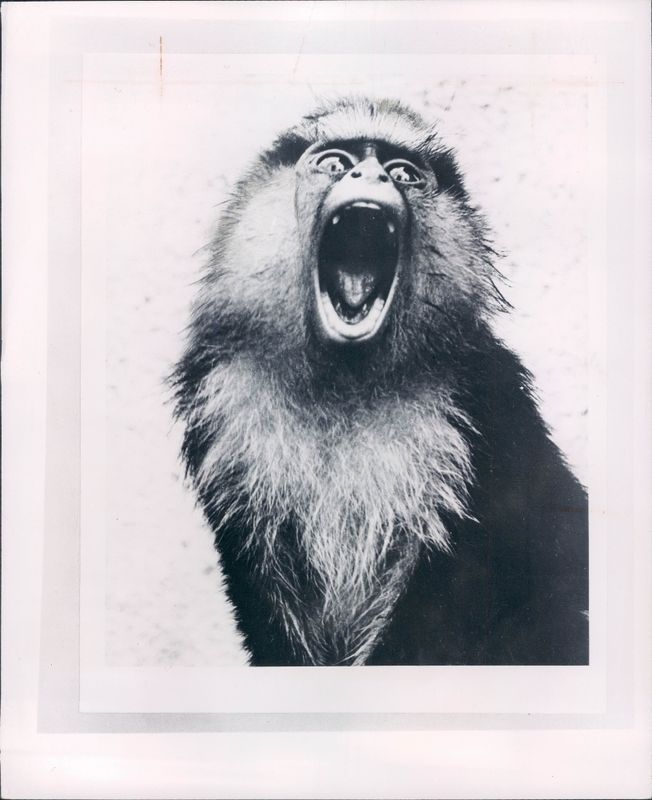 angry monkey.jpg