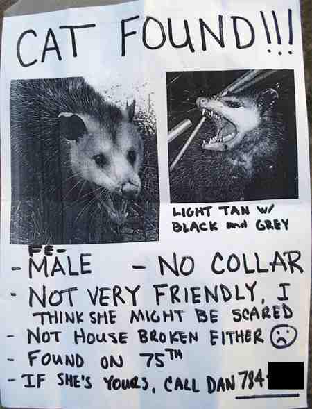 found cat.jpg