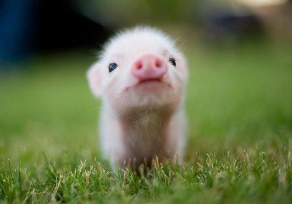 Baby Bacon.jpg