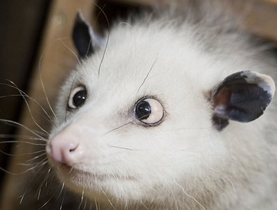 Cross-eyed_possum.jpg