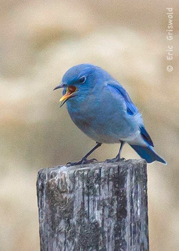 bluebird.jpg