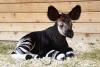 Baby Okapi (2).jpg