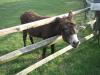 800px-Moonshine_the_donkey.jpg