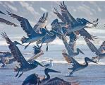 Pelicans in Flight_Small.jpg