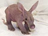 baby-aardvark.jpg