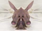 two-head-baby-aardvark.jpg