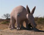 asphalt-aardvark.jpg