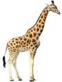 Titanium Giraffe.jpg
