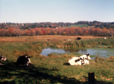 fall cows 2.bmp