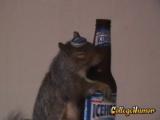 SquirrelBeer.jpg