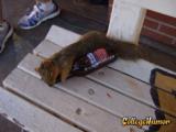 SquirrelBeer2.jpg