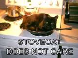 stovecat.jpg