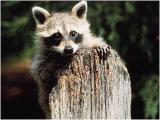 raccoon1.jpg